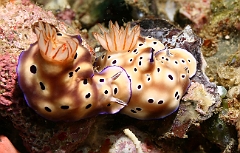 Raja Ampat 2016 - Risbecia tryoni - Tryon s risbecia  - Nudibranche - Risbecia de Tryon - IMG_5208_rc